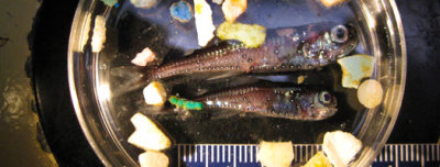 Zwei Laternenfische und Plastikteilchen, die während SEAPLEX dem <br />Meer entnommen wurden. Bild: SCRIPPS/J. Leicther”></td>
</tr>
<tr>
<td style=
