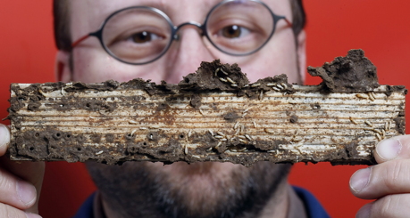 Mike Scharf's work with termites has shown that the insects' digestive systems may help break down <br />woody biomass for biofuel production. (Purdue Agricultural Communication photo/Tom Campbell)”></td>
</tr>
<tr>
<td style=