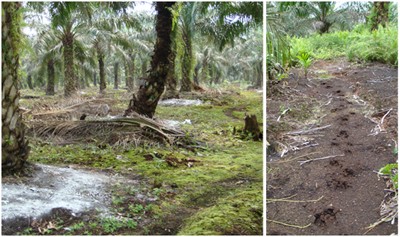 Conditions at a mature oil palm plantation site, 18 years after conversion: (left image) open <br />canopy (causing increased soil temperatures), limited ground cover (causing lowered soil <br />moisture content), intensive fertilization (white patches around palm trunks), and (right image) <br />a loose top soil structure (leaning oil palms, footprints).”></td>
</tr>
<tr>
<td style=