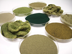 A variety of raw aquatic feedstocks, such as spirulina, periphyton, duckweed and diatoms