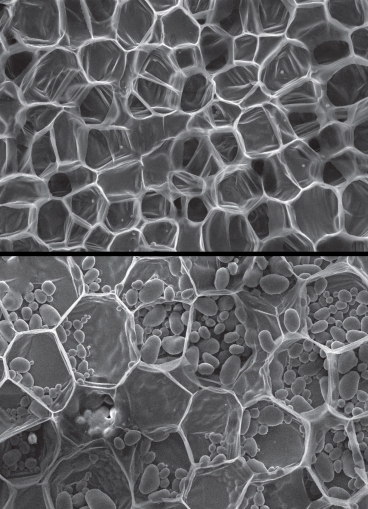 A scanning electron micrograph of carrot, top, and potato, bottom, showing relatively <br />thin-walled cells. The oval objects within the potato tissue are starch granules.<br />Images: Don Galler”></td>
</tr>
<tr>
<td style=