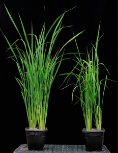 Wild type (left) and xax1 rice plants at five weeks<br /></noscript><img class=