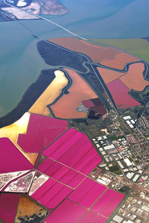 Salt ponds in the SF Bay area where the marine algae Dunaliella <br />salina display a bright red color in response to the stress of high <br />salt concentrations. Credit: Wikimedia Commons”></td>
</tr>
<tr>
<td style=