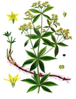 Madder plant (Rubia tinctorum)