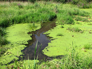 Cyanobacteria, or blue-green algae, can be engineered to make raw<br />materials for fuels and chemicals from sunlight.”></td>
</tr>
<tr>
<td style=