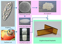 Figure: Production processes of microalga-<br />based bioplastics from Euglena and cashew<br />nut shells.jpg”></td>
</tr>
<tr>
<td style=