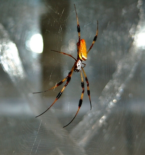 Female Nephila clavipes on her web. The web was characterized<br />using Brillouin spectroscopy to directly and non-invasively<br />determine the mechanical properties. (Photo by: Jeffery Yarger)”></td>
</tr>
<tr>
<td style=