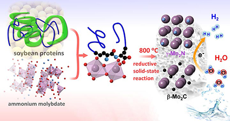 Splitting hydrogen from water: This illustration depicts the synthesis of a new hydrogen-production<br />catalyst from soybean proteins and ammonium molybdate. Mixing and heating the ingredients leads<br />to a solid-state reaction and the formation of nanostructured molybdenum carbide and molybdenum<br />nitride crystals. The hybrid material effectively catalyzes the conversion of liquid water to hydrogen gas<br />while remaining stable in an acidic environment.”></td>
</tr>
<tr>
<td style=