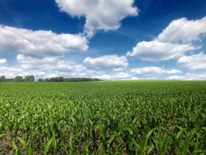Applying the new discoveries could substantially increase the<br />productivity of crops grown for food and biofuels, such as this <br />cornfield in England. Source: Wikipedia”></td>
</tr>
<tr>
<td style=