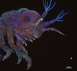 Limnoria - the wood-eating gribble. We are grateful to<br />Dr Alex Ball for permission to use the confocal microscopy <br />facilities at The Natural History Museum for this image. <br />Image: Laura Michie, University of Portsmouth”></td>
</tr>
<tr>
<td style=