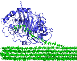 The 3D X-ray structure allows scientists to see inside<br />the enzyme and reveals how it binds and digests<br />cellulose chains. <br />Image: John McGeehan, University of Portsmouth”></td>
</tr>
<tr>
<td style=