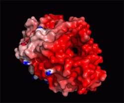 The 3D structure shows the tunnel where the enzyme<br />feeds in the cellulose chains for digestion. The red<br />colour represents the highly acidic surface that allows<br />it to be stable and active in very high salt condition. <br />Image: John McGeehan, University of Portsmouth”></td>
</tr>
<tr>
<td style=