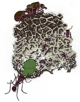 Illustration of the leaf-cutter ant Atta cephalotes in its fungus<br />garden habitat. The variation in texture between the top and <br />bottom strata represents the different stages of biomass <br />degradation occurring in each layer of the fungus garden. <br />Image credit: Cara Gibson”></td>
</tr>
<tr>
<td style=