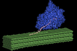 An enzyme (shown in blue) pulls out individual cellulose<br /></noscript><img class=