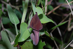 <i/>Aristolochia baetica: Typisch für die Gattung <i>Aristolochia</i><br />sind die schlauchartigen Blüten. <br />(Quelle: © Antonio (montuno) / wikimedia.org; CC BY 2.0)”></td>
</tr>
<tr>
<td style=