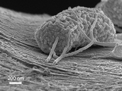 The tubular growth depicted here is a type of microbe<br />that can produce electricity. Its wire-like tendrils are <br />attached to a carbon filament. This image is taken with<br />a scanning electron microscope. More than 100 of these<br />‘exoelectrogenic microbes’ could fit side by side in a<br />human hair.”></td>
</tr>
<tr>
<td style=